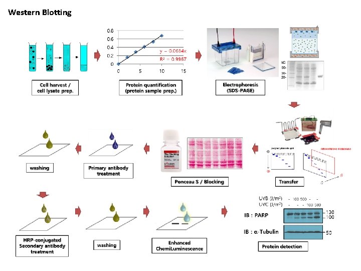 Western Blotting Western Blotting