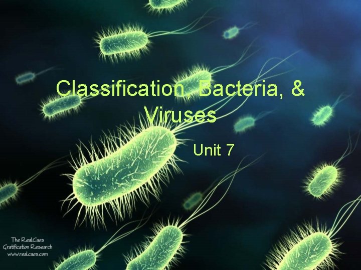 Classification, Bacteria, & Viruses Unit 7 