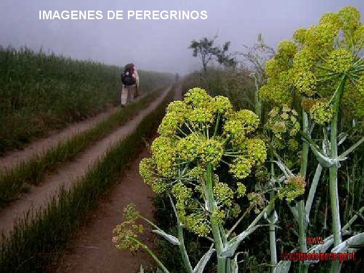 IMAGENES DE PEREGRINOS 