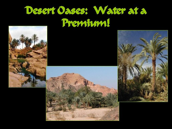 Desert Oases: Water at a Premium! 
