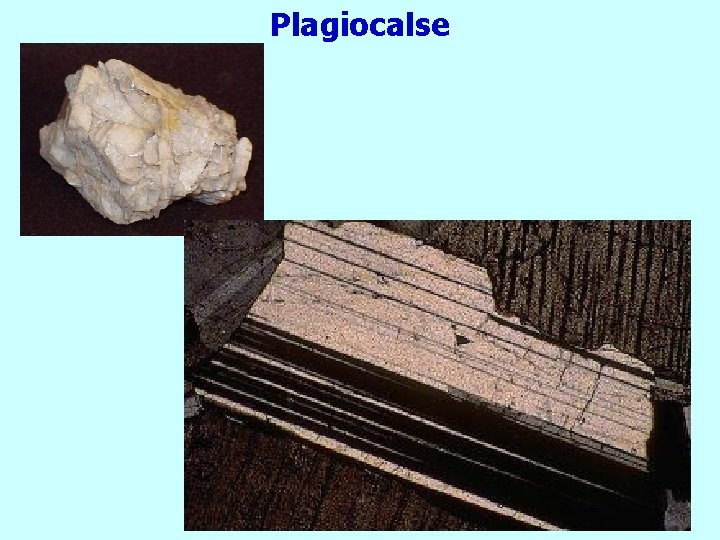 Plagiocalse 