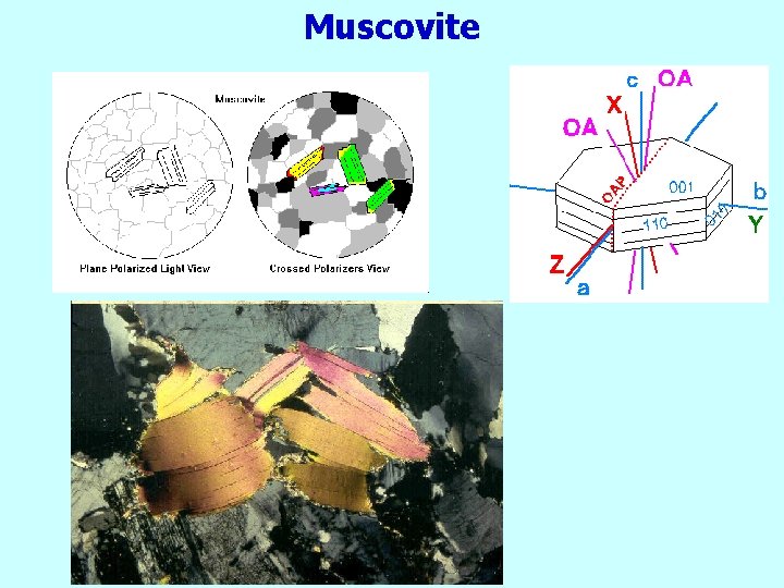 Muscovite 