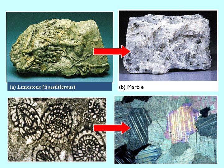 (a) Limestone (fiossiliferous) 