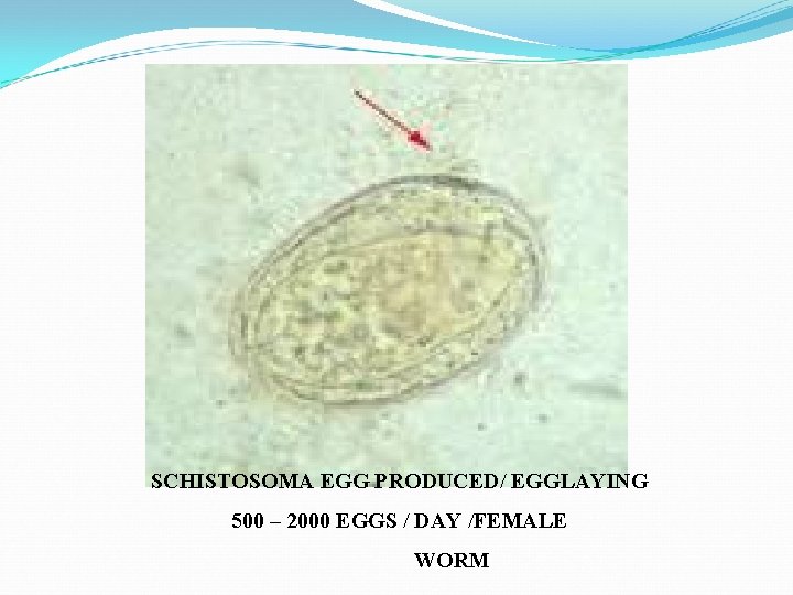 SCHISTOSOMA EGG PRODUCED/ EGGLAYING 500 – 2000 EGGS / DAY /FEMALE WORM 