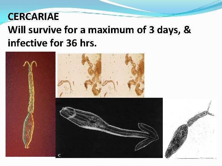 CERCARIAE Will survive for a maximum of 3 days, & infective for 36 hrs.