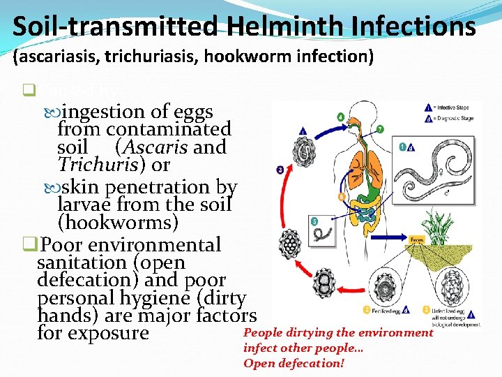 Soil-transmitted Helminth Infections (ascariasis, trichuriasis, hookworm infection) q. Caused by: ingestion of eggs from