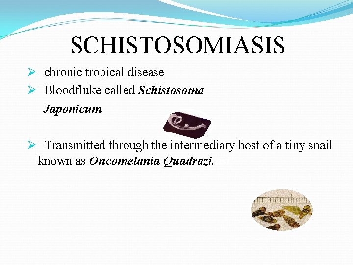 SCHISTOSOMIASIS Ø chronic tropical disease Ø Bloodfluke called Schistosoma Japonicum Ø Transmitted through the