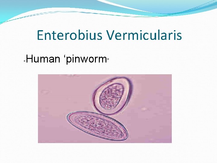 Enterobius Vermicularis - Human ‘pinworm” 