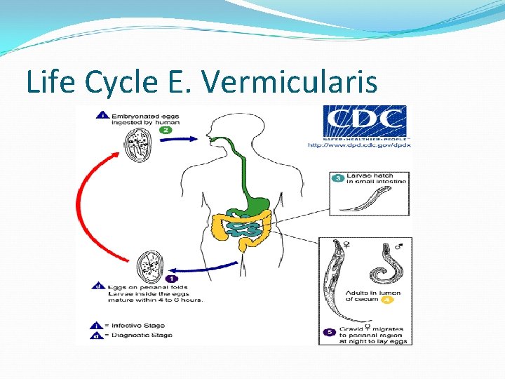 Life Cycle E. Vermicularis 