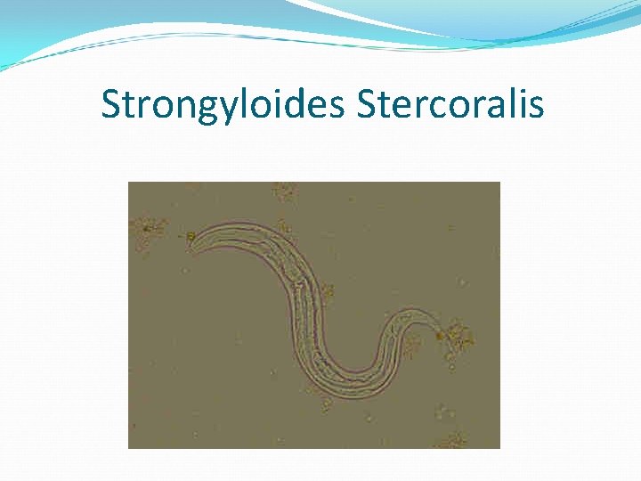 Strongyloides Stercoralis 