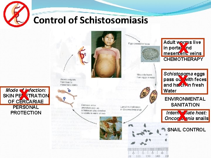 Control of Schistosomiasis x Adult worms live in portal and mesenteric veins CHEMOTHERAPY x