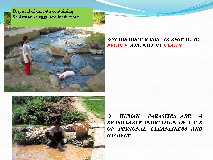. Disposal of excreta containing Schistosome eggs into fresh water v. SCHISTOSOMIASIS IS SPREAD