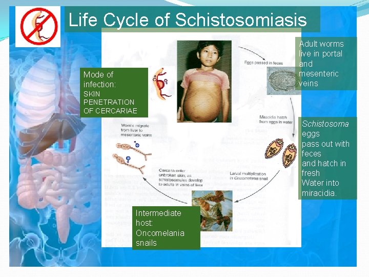 Life Cycle of Schistosomiasis Adult worms live in portal and mesenteric veins Mode of