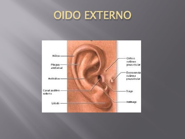 OIDO EXTERNO 
