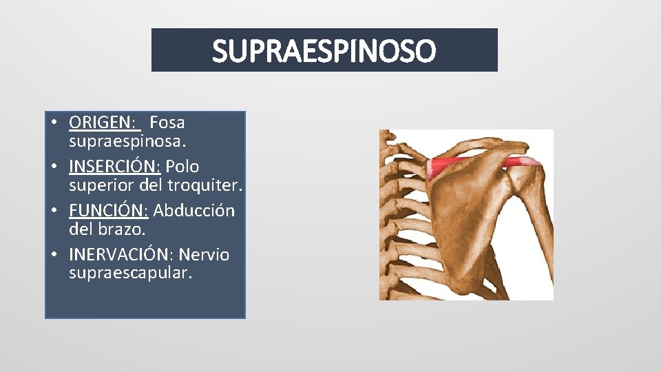 SUPRAESPINOSO • ORIGEN: Fosa supraespinosa. • INSERCIÓN: Polo superior del troquiter. • FUNCIÓN: Abducción