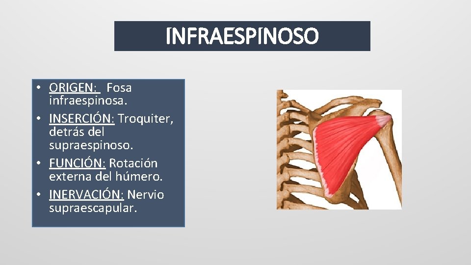 INFRAESPINOSO • ORIGEN: Fosa infraespinosa. • INSERCIÓN: Troquiter, detrás del supraespinoso. • FUNCIÓN: Rotación