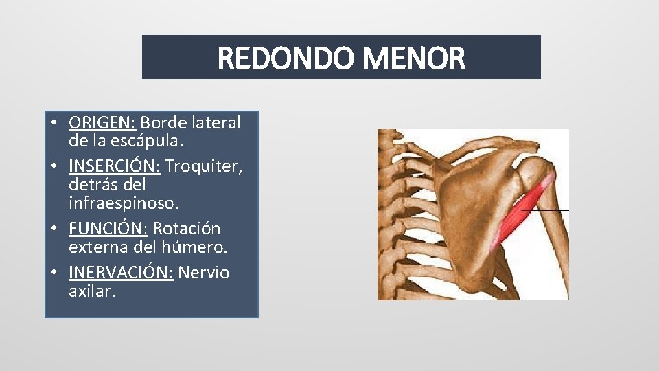 REDONDO MENOR • ORIGEN: Borde lateral de la escápula. • INSERCIÓN: Troquiter, detrás del
