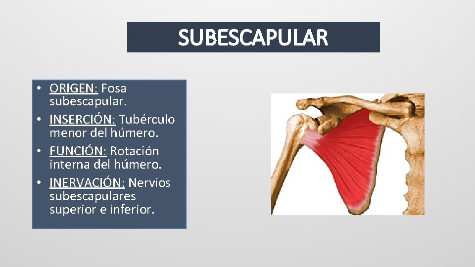 SUBESCAPULAR • ORIGEN: Fosa subescapular. • INSERCIÓN: Tubérculo menor del húmero. • FUNCIÓN: Rotación