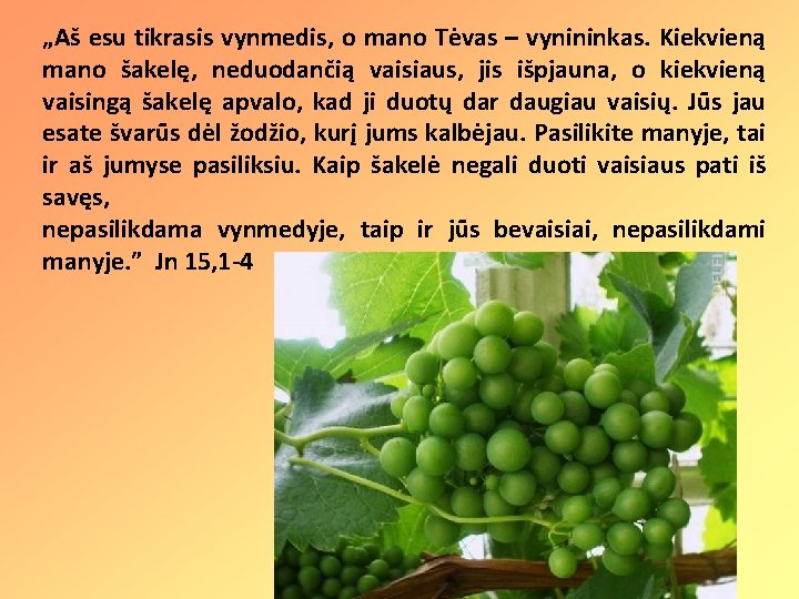 „Aš esu tikrasis vynmedis, o mano Tėvas – vynininkas. Kiekvieną mano šakelę, neduodančią vaisiaus,