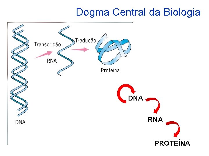 Dogma Central da Biologia DNA RNA PROTEÍNA 