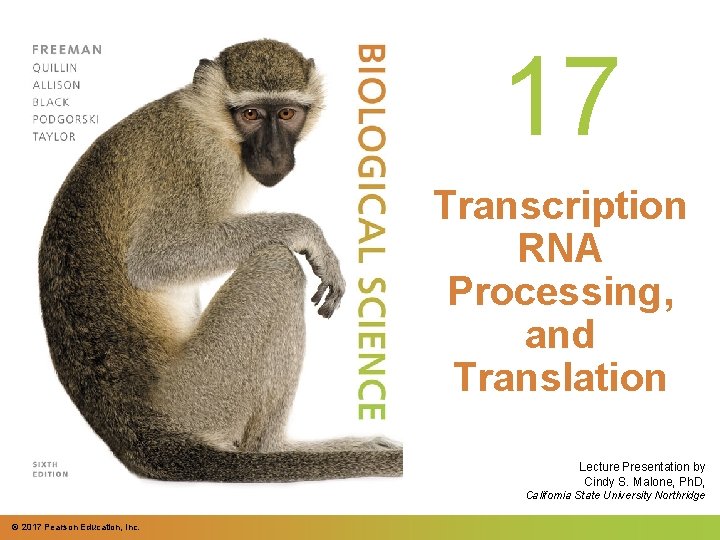 17 Transcription RNA Processing, and Translation Lecture Presentation by Cindy S. Malone, Ph. D,