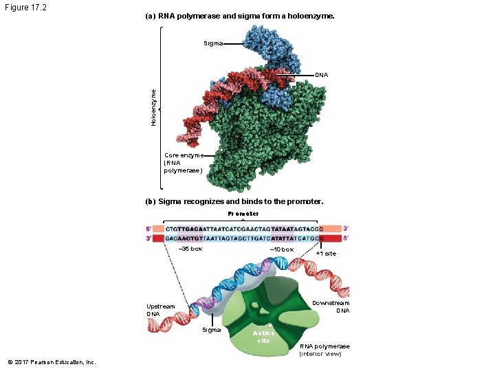 Figure 17. 2 (a) RNA polymerase and sigma form a holoenzyme. Sigma Holoenzyme DNA