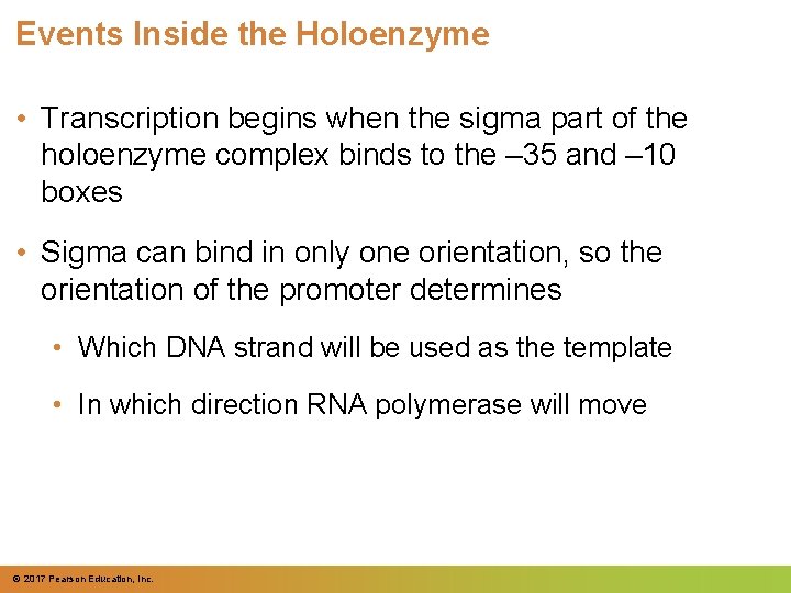 Events Inside the Holoenzyme • Transcription begins when the sigma part of the holoenzyme