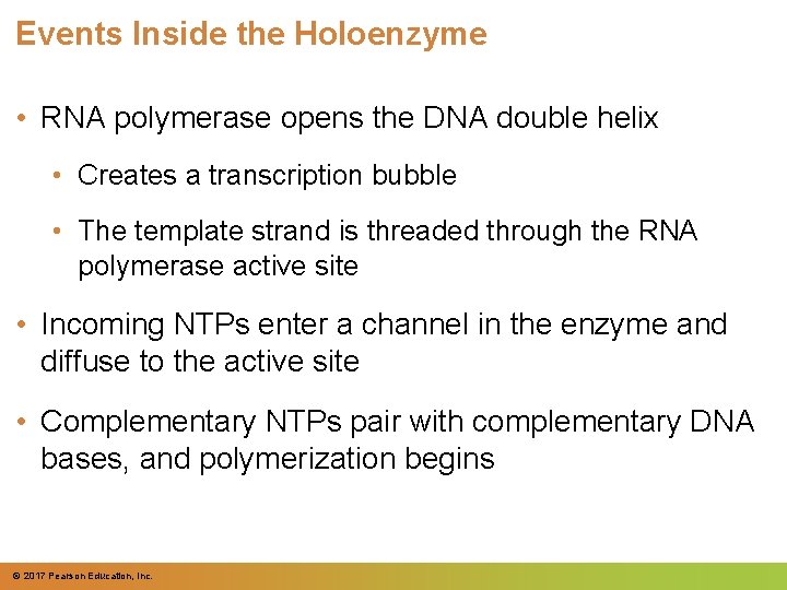 Events Inside the Holoenzyme • RNA polymerase opens the DNA double helix • Creates