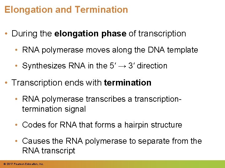 Elongation and Termination • During the elongation phase of transcription • RNA polymerase moves