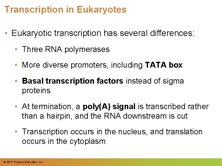 Transcription in Eukaryotes • Eukaryotic transcription has several differences: • Three RNA polymerases •