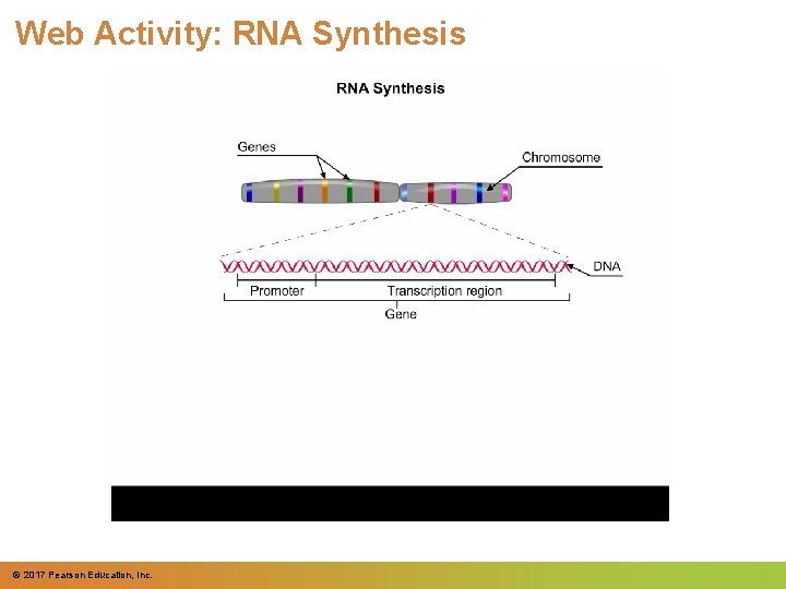 Web Activity: RNA Synthesis © 2017 Pearson Education, Inc. 