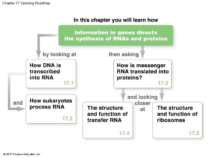 Chapter 17 Opening Roadmap © 2017 Pearson Education, Inc. 