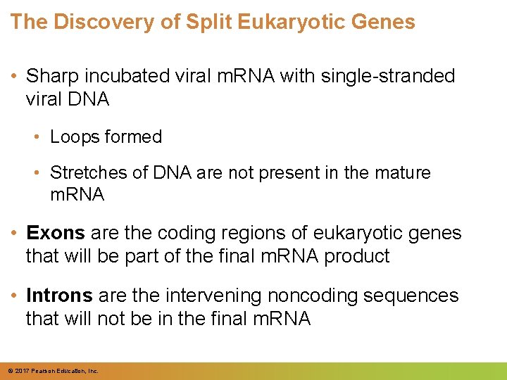 The Discovery of Split Eukaryotic Genes • Sharp incubated viral m. RNA with single-stranded