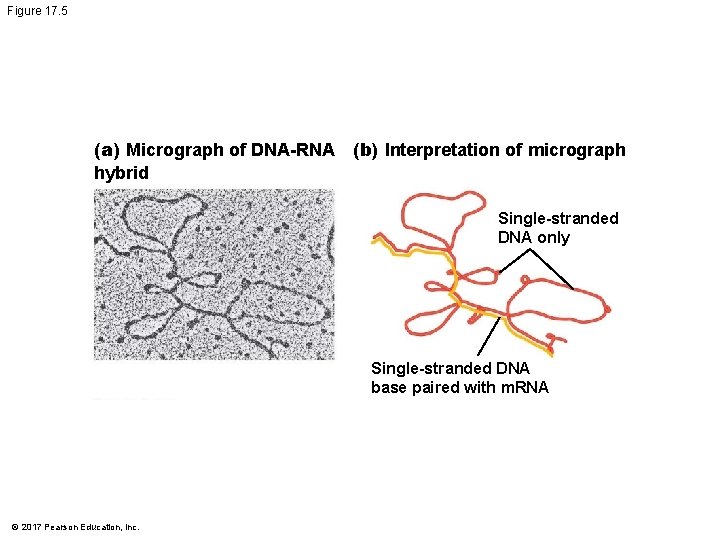 Figure 17. 5 (a) Micrograph of DNA-RNA (b) Interpretation of micrograph hybrid Single-stranded DNA