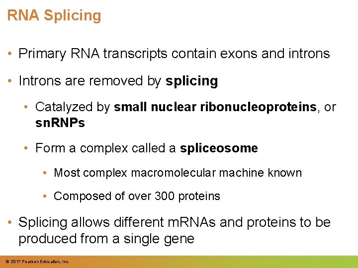 RNA Splicing • Primary RNA transcripts contain exons and introns • Introns are removed