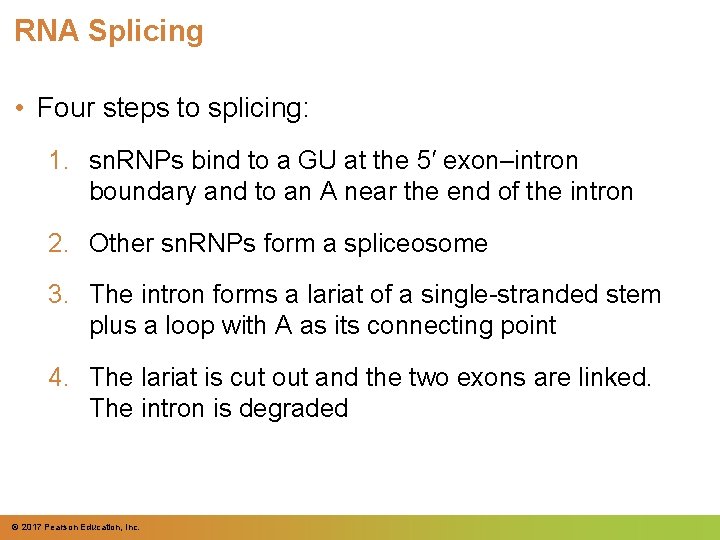 RNA Splicing • Four steps to splicing: 1. sn. RNPs bind to a GU