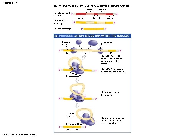 Figure 17. 6 (a) Introns must be removed from eukaryotic RNA transcripts. Intron 1