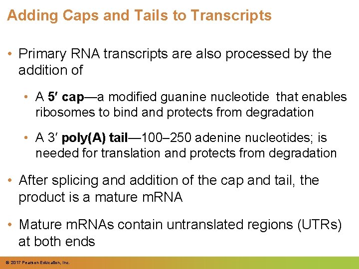 Adding Caps and Tails to Transcripts • Primary RNA transcripts are also processed by