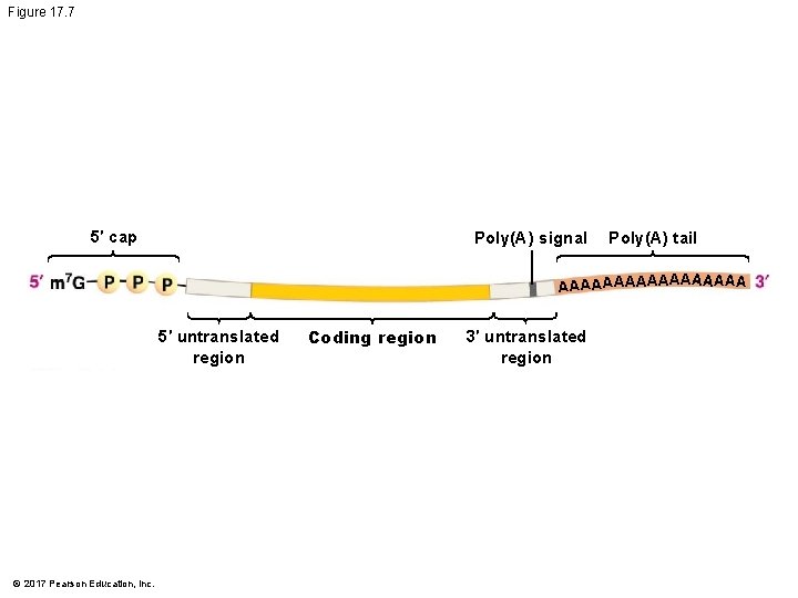 Figure 17. 7 5′ cap Poly(A) signal Poly(A) tail AA A AAAAAA AAA 5′