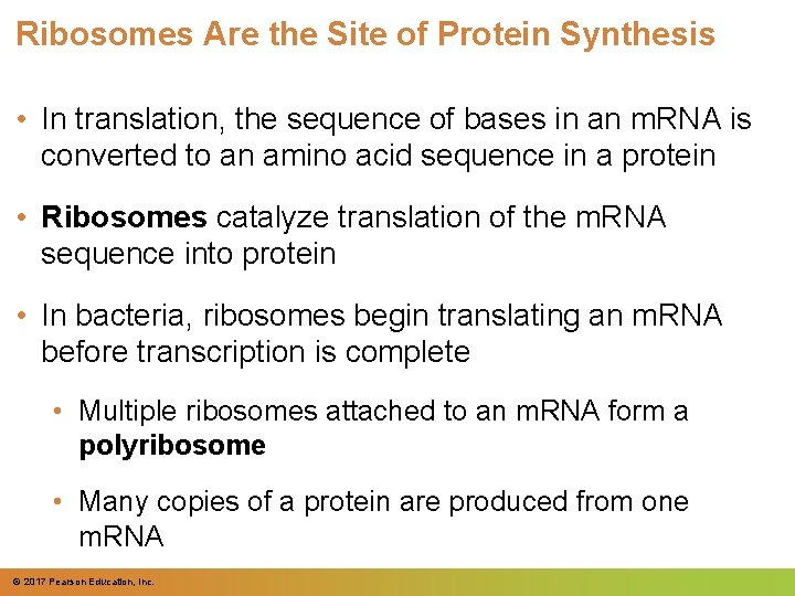Ribosomes Are the Site of Protein Synthesis • In translation, the sequence of bases