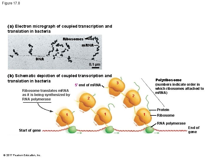 Figure 17. 8 (a) Electron micrograph of coupled transcription and translation in bacteria Ribosomes