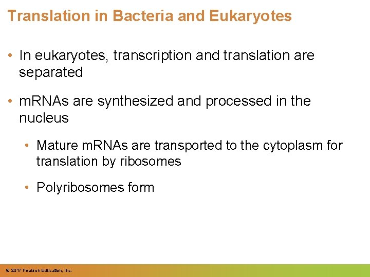 Translation in Bacteria and Eukaryotes • In eukaryotes, transcription and translation are separated •