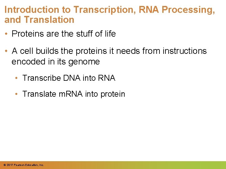 Introduction to Transcription, RNA Processing, and Translation • Proteins are the stuff of life