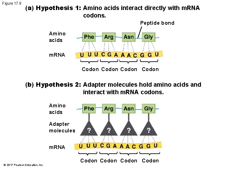 Figure 17. 9 (a) Hypothesis 1: Amino acids interact directly with m. RNA codons.