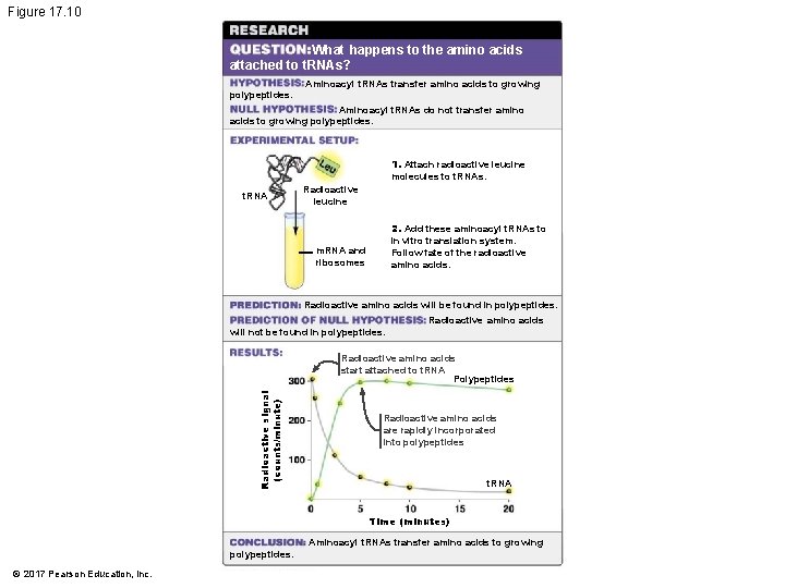 Figure 17. 10 What happens to the amino acids attached to t. RNAs? Aminoacyl