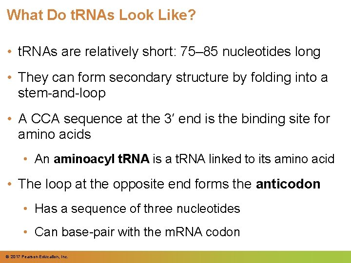 What Do t. RNAs Look Like? • t. RNAs are relatively short: 75– 85