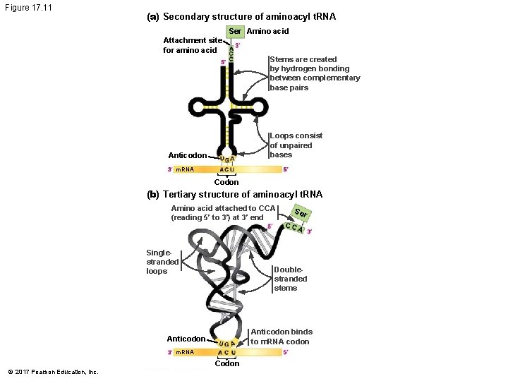 Figure 17. 11 (a) Secondary structure of aminoacyl t. RNA Ser Amino acid Attachment
