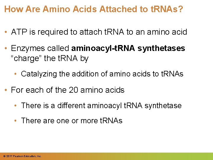 How Are Amino Acids Attached to t. RNAs? • ATP is required to attach