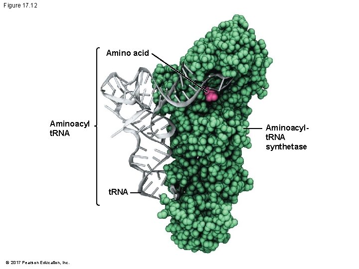 Figure 17. 12 Amino acid Aminoacyl t. RNA Aminoacylt. RNA synthetase t. RNA ©