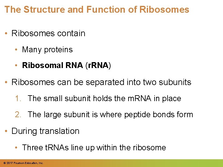 The Structure and Function of Ribosomes • Ribosomes contain • Many proteins • Ribosomal